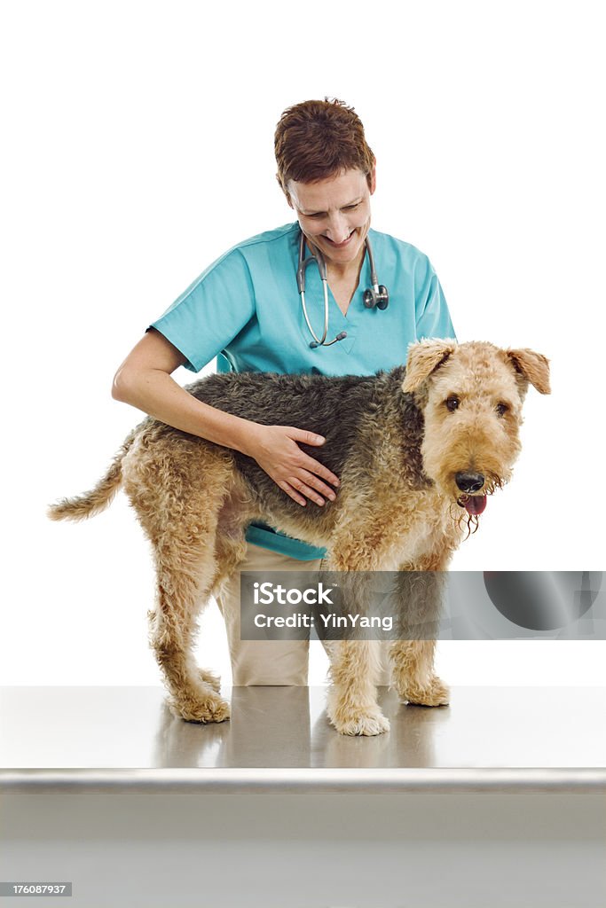 Veterinarian and Dog on White Background Subject: A veterinarian examining a airedale dog in an animal clinic. White background. 50-59 Years Stock Photo