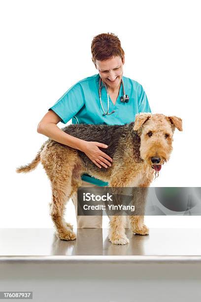 Veterinarian And Dog On White Background Stock Photo - Download Image Now - 50-59 Years, Adult, Adults Only