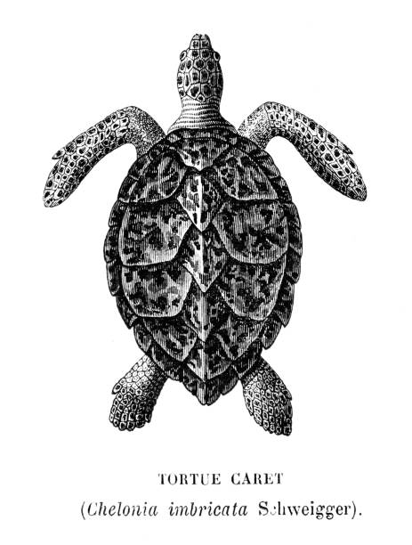 Engraving loggerhead sea turtle i- Le Monde de la Mer by Alfred Fredol 1866