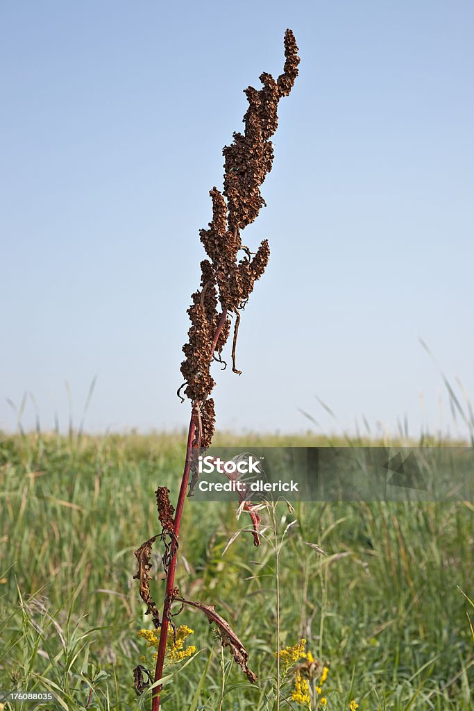 dock weed seed structure dock weed on natural prairie Beauty In Nature Stock Photo