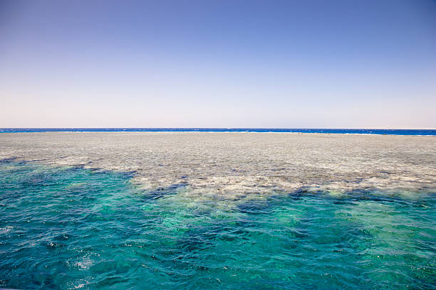 istock Coral Reef Red Sea Egypt Seascape 176088057