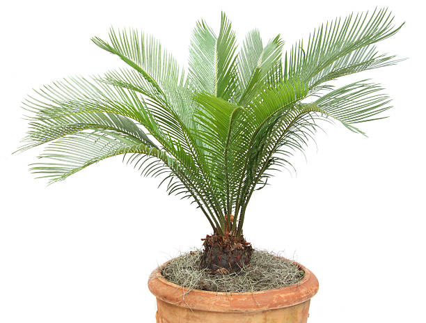 Sago Palm stock photo