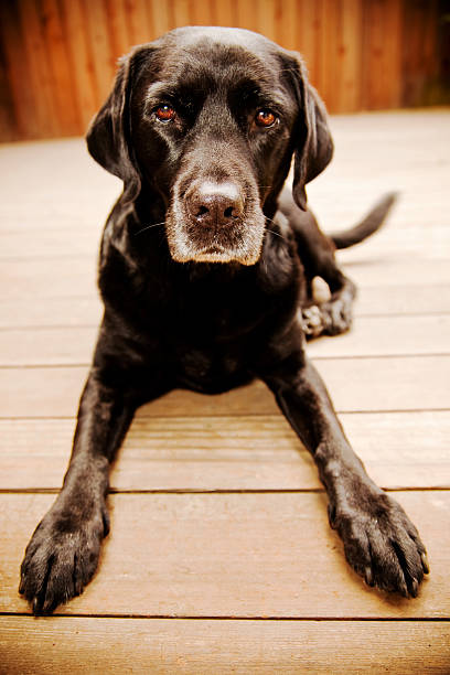 istock Purebred English Labrador 176088070