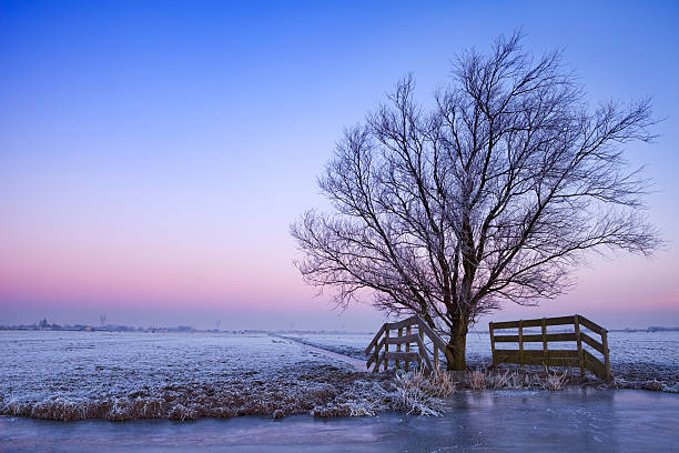 A lonely tree in a flat Dutch winter landscape at dawn. Typical Dutch ice skating tracks visible on the ice.