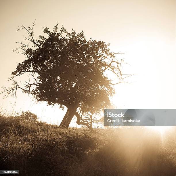 Einsame Baum In Der Morgensonne Stockfoto und mehr Bilder von Baum - Baum, Bearbeitungstechnik, Bildhintergrund