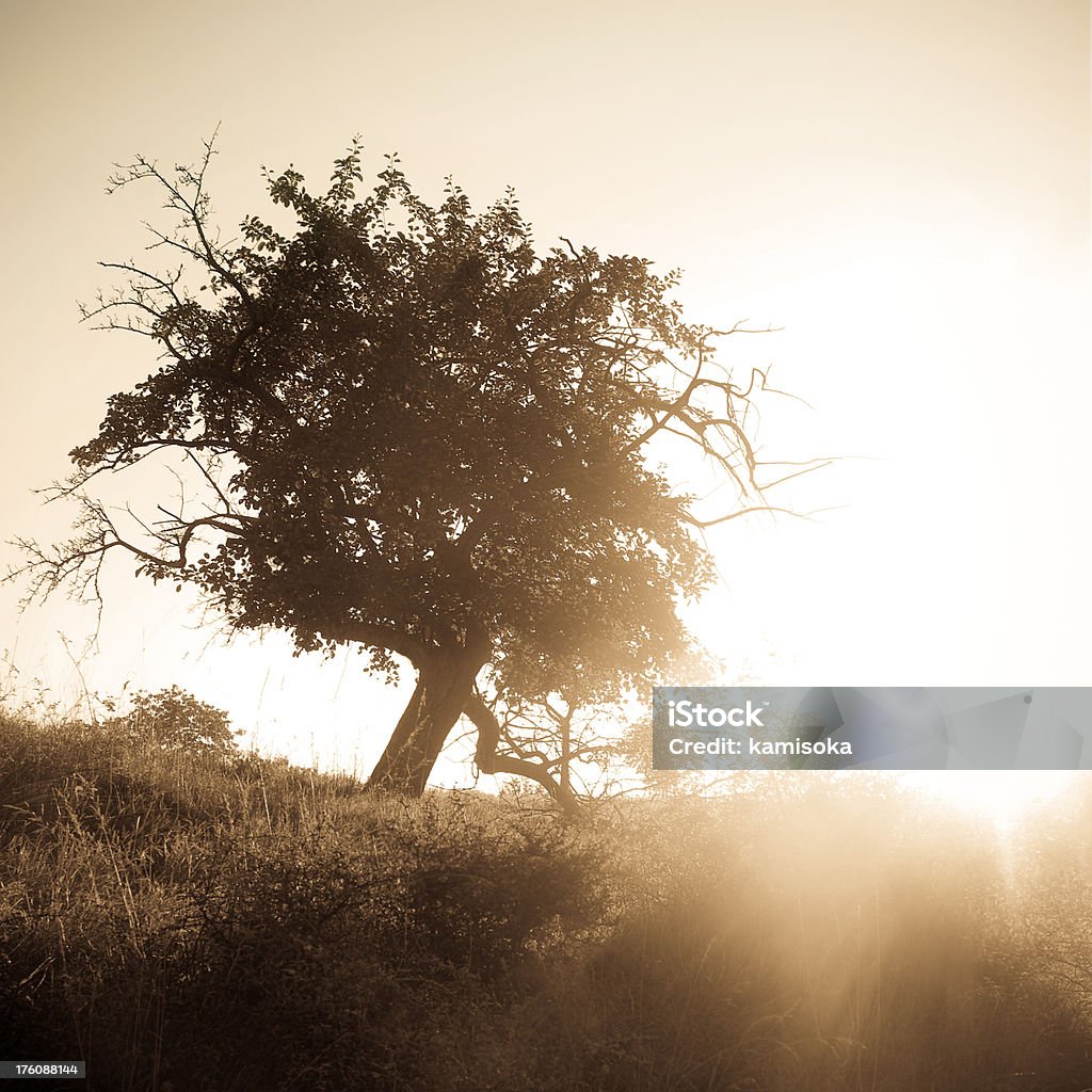 Lonely árvore do sol da manhã - Foto de stock de Beleza natural - Natureza royalty-free