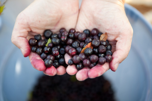 A woman's hands hold up her bounty after picking huckleberries