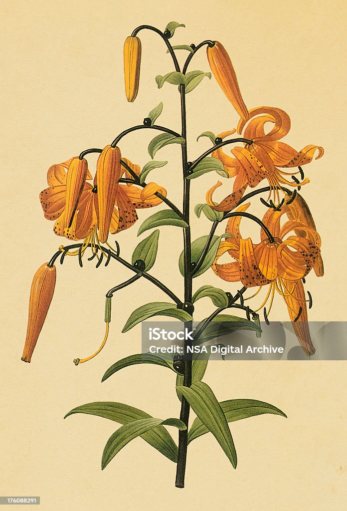 GIGLIO TIGRINO/illustrazioni fiore antico - Illustrazione stock royalty-free di Lilium lancifolium
