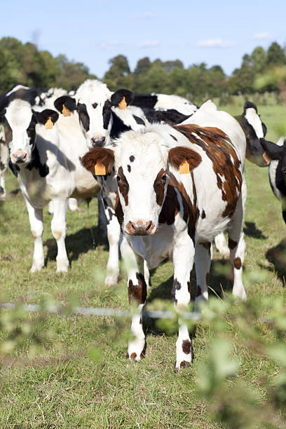 Friesian cows stock photo