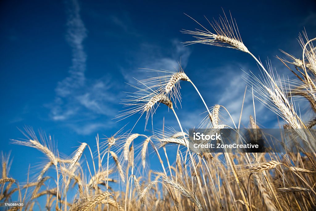 Helles Weizen-detail mit blauem Himmel - Lizenzfrei Aufnahme von unten Stock-Foto