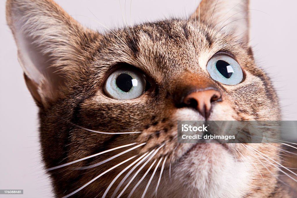 Pręgowany kot Patrząc w górę - Zbiór zdjęć royalty-free (Makrofotografia)