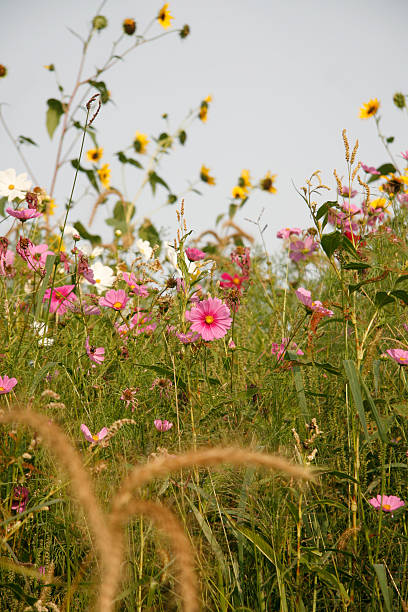 Wildflowers background