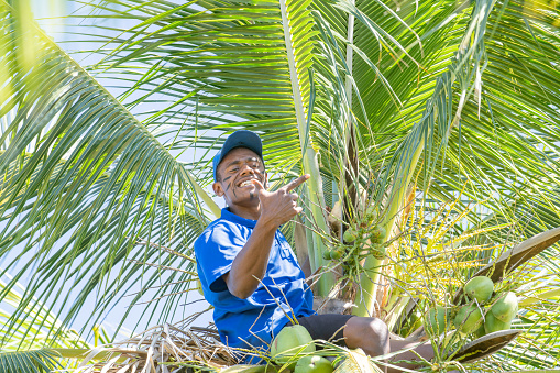 Viti Levu Fiji - September 13 2023;Local boy in blue shirt has climbed a coconut palm to collect nuts and gestures