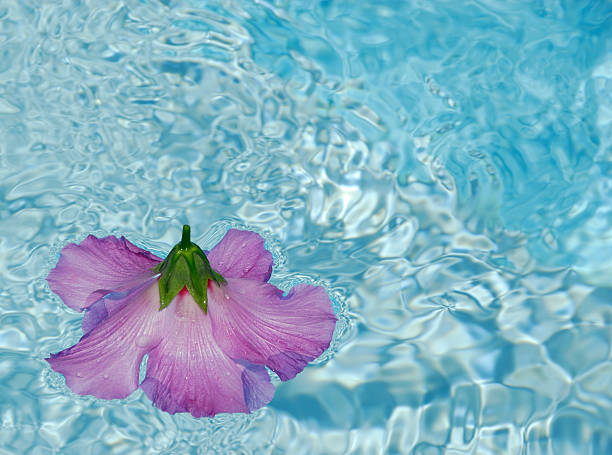 istock Hibiscus Flower Floating on Water 176088949