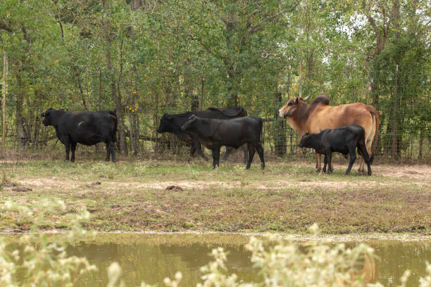 istock Bull walking with cows in the pasture 1760890732