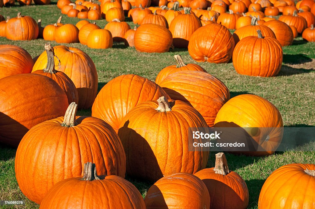 pumpkins - Foto de stock de Fondos libre de derechos