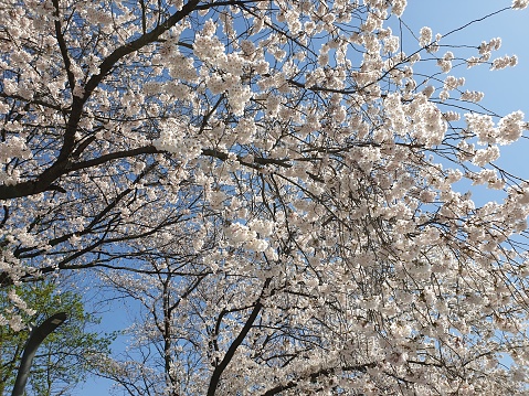 Cherry blosssom trees in full bloom in a park on a spring day in Korea