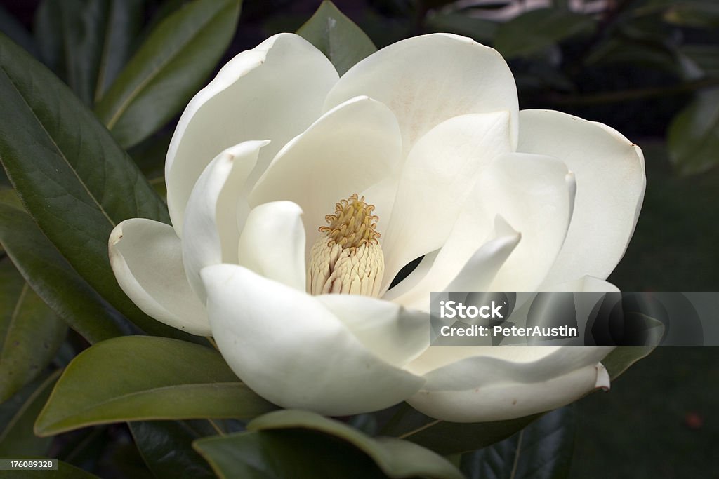 Flowering White Magnolia "Close up of flowering white magnolia, shallow depth of field with focus on inner bud." Magnolia Stock Photo