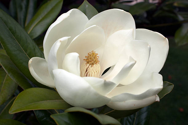 Flowering White Magnolia stock photo