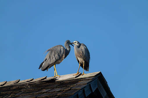 White faced heron couple perched on peak of roofin Fiji.