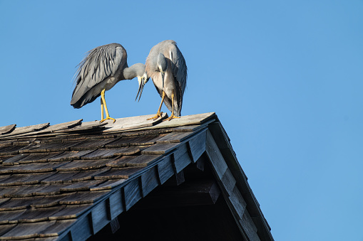 White faced heron couple perched on peak of roofin Fiji.