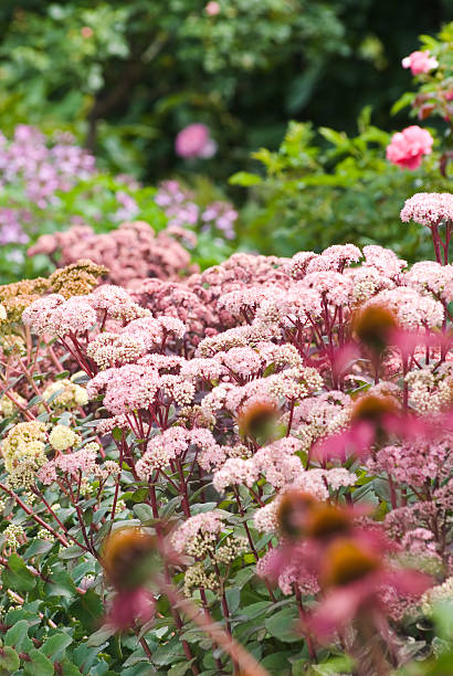 поздно летние цветы в саду - succulent plant sedum temperate flower perennial стоковые фото и изображения