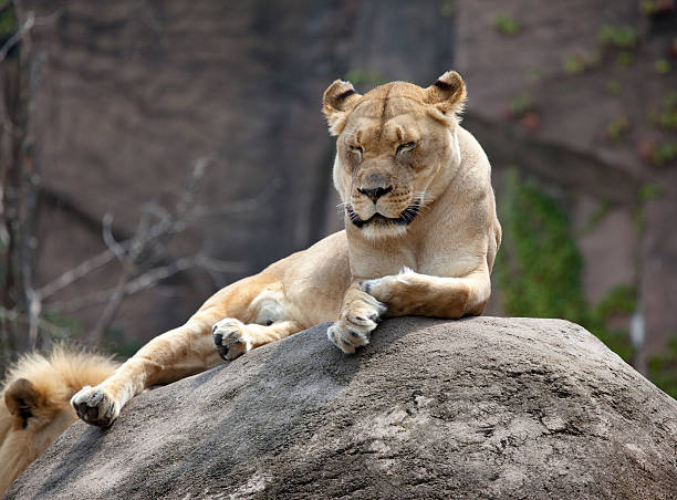 istock Female Lion Relaxing on Rocks 176089457