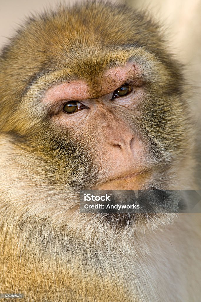 Berberaffe (Macaca sylvanus - Lizenzfrei Berberaffe Stock-Foto