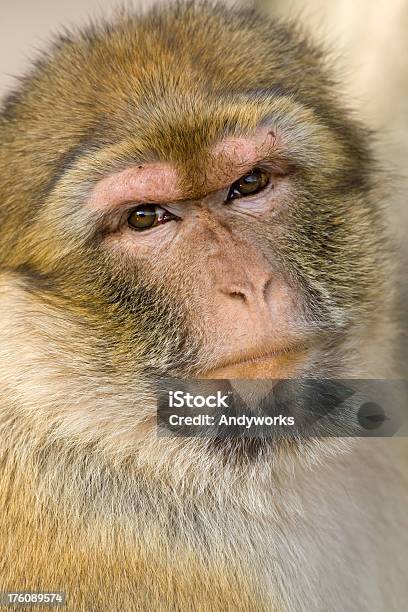 Berberaffe Macaca Sylvanus Stockfoto und mehr Bilder von Berberaffe - Berberaffe, Einzelnes Tier, Fotografie