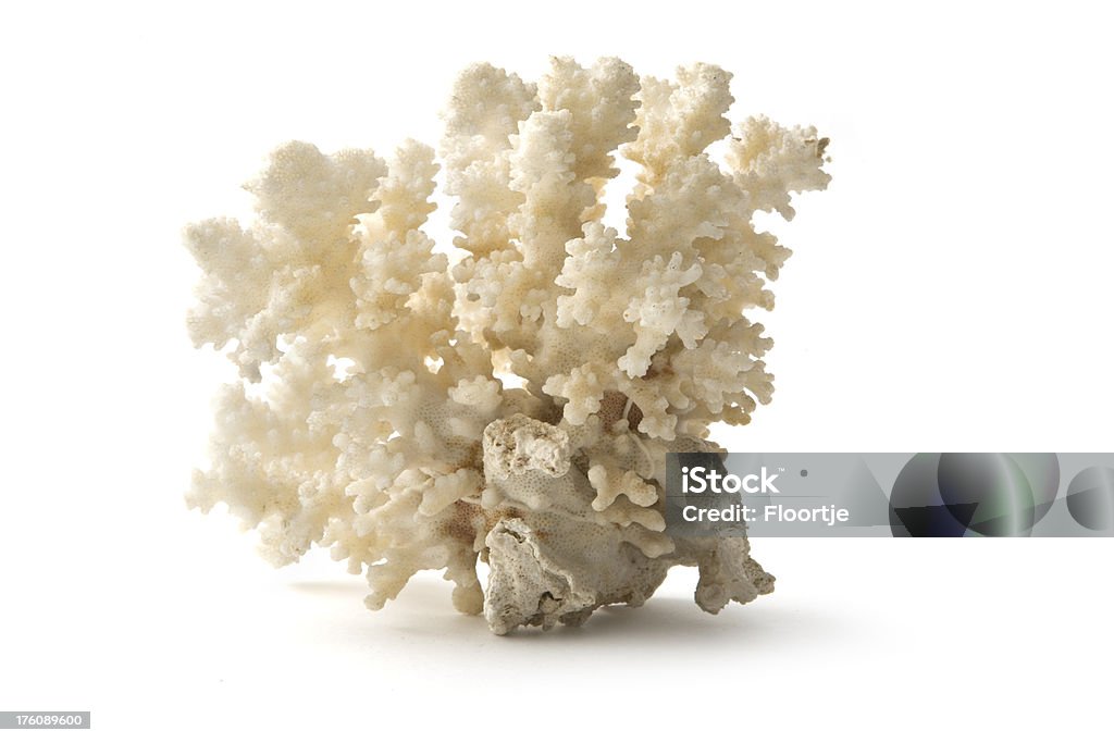 Carcasas: Color Coral - Foto de stock de Recortable libre de derechos