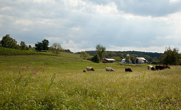 istock Vineyard with Old Farm and Cows 176089651