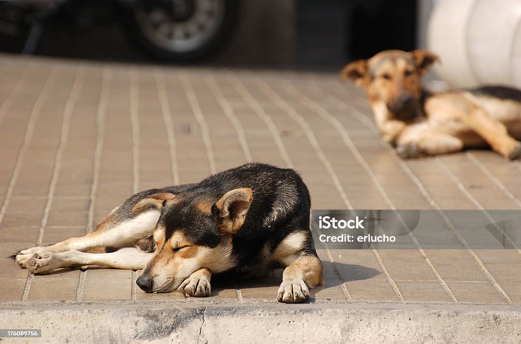 Stray Dogs stray dogs in Santiago of Chile Chile Stock Photo