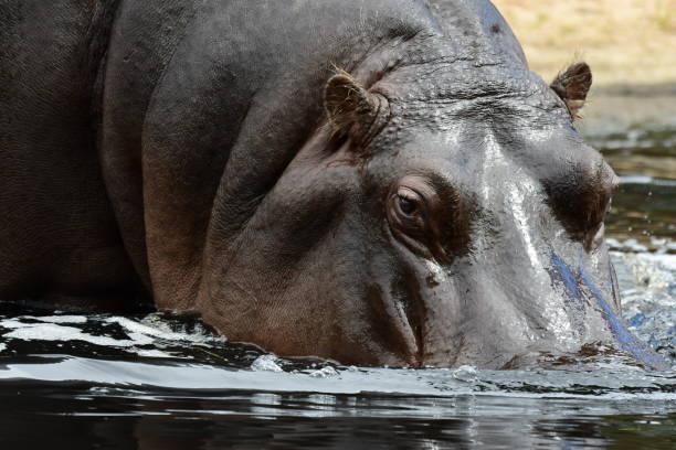 istock Hippopotamus in the water 1760899858