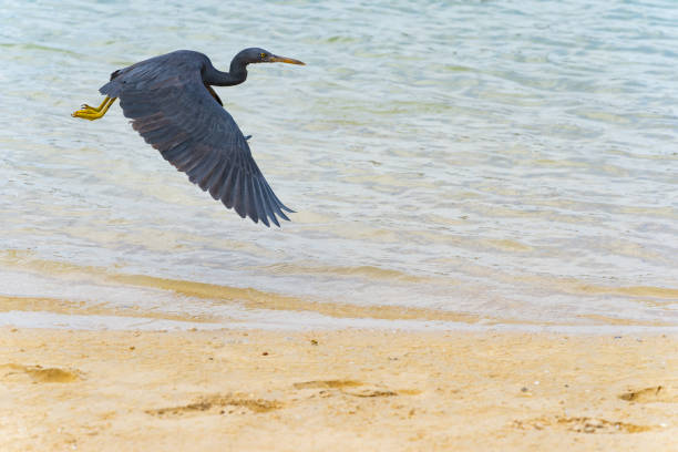 Eastern reef heron flying low over golden blue sand and water. Eastern reef heron flying low over golden blue sand at waters edge. egretta sacra stock pictures, royalty-free photos & images