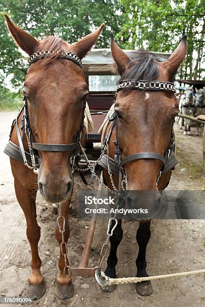 Horse Drawn Carriage Stockfoto und mehr Bilder von Braun - Braun, Fotografie, Huf