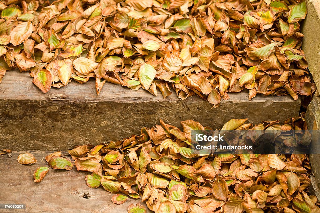 hojas de otoño - Foto de stock de Colores libre de derechos