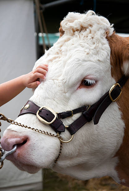 istock Agricultural Show - Child stroking a bull 176090222
