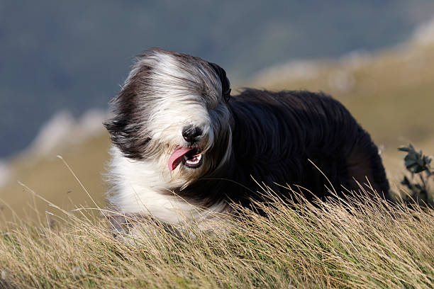 bartcollie - old english sheepdog stock-fotos und bilder