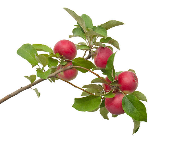 arbre branche pommier - apple apple tree branch fruit photos et images de collection