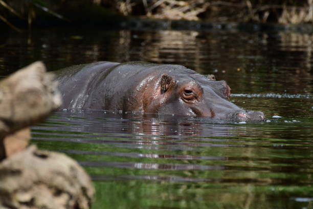 istock Hippopotamus in the water 1760904104