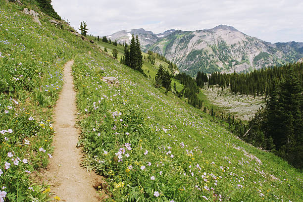 hiking trail with wildflowers stock photo