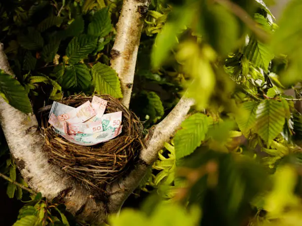 Photo of Canadian Dollars in a Birds Nest