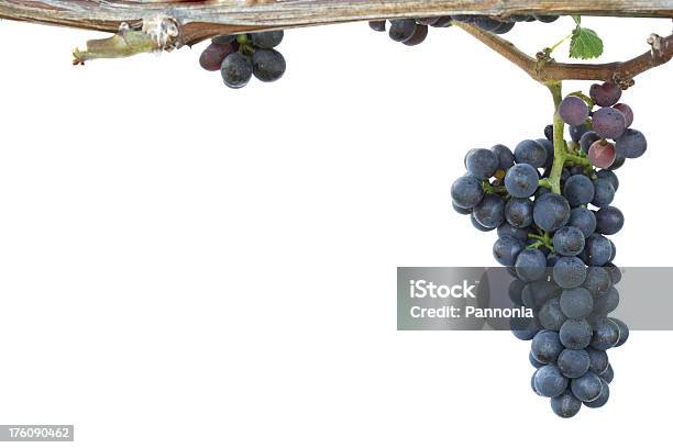 Uvas Na Vinha - Fotografias de stock e mais imagens de Videira - Videira, Azul, Agricultura