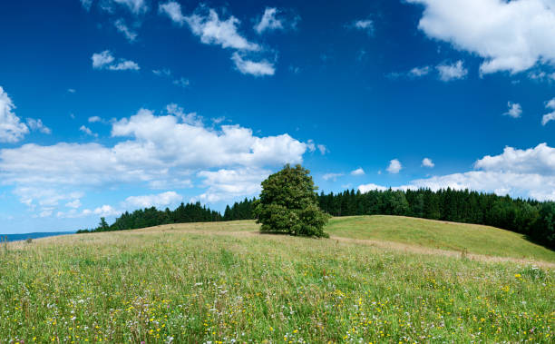 istock Panoramic spring landscape 85MPix XXXXL size - meadow, blue sky 176090546