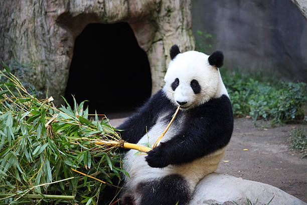 パンダ喜んで食べる竹 - panda giant panda china eating ストックフォトと画像