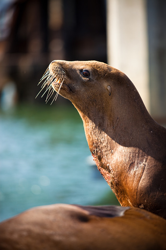 California Sea Lion (Zalophus californianus) at Pier 39 in San Francisco