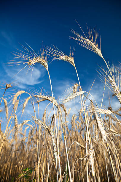istock bright wheat detail with blue sky 176091031
