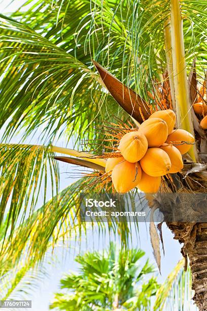 Árvore Com Casca De Coco - Fotografias de stock e mais imagens de Ao Ar Livre - Ao Ar Livre, Azul, Beleza natural