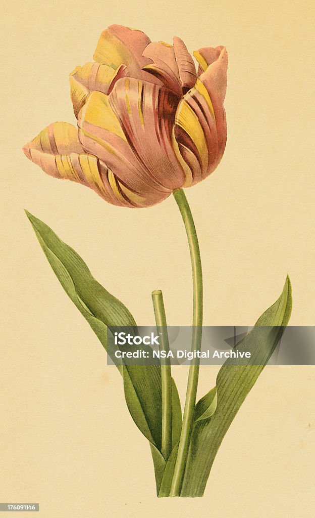 Tulipano fiore antico/Illustrazioni - Illustrazione stock royalty-free di Tulipano