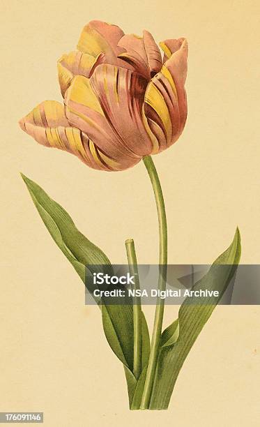 Tulipa Flor Antigo Ilustrações - Arte vetorial de stock e mais imagens de Tulipa - Tulipa, Botânica - Ciência de plantas, Ilustração